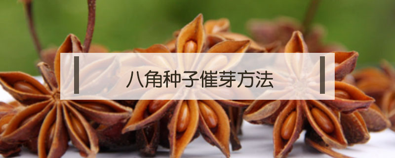八角種子催芽方法