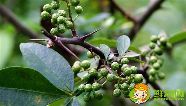 藤椒可以代替花椒嗎，藤椒樹和青花椒一樣嗎
