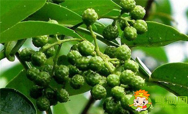 青花椒與藤椒區(qū)別,藤椒和青花椒哪個(gè)麻
