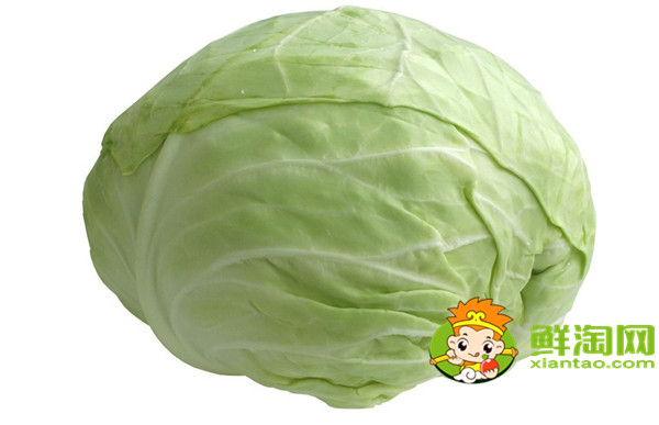 卷心菜和包菜有什么區別,怎樣區別包菜和卷心菜
