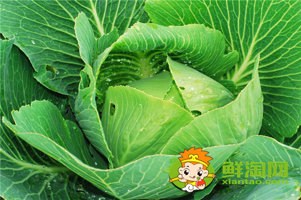 卷心菜能速凍嗎，包菜一般可以放多久