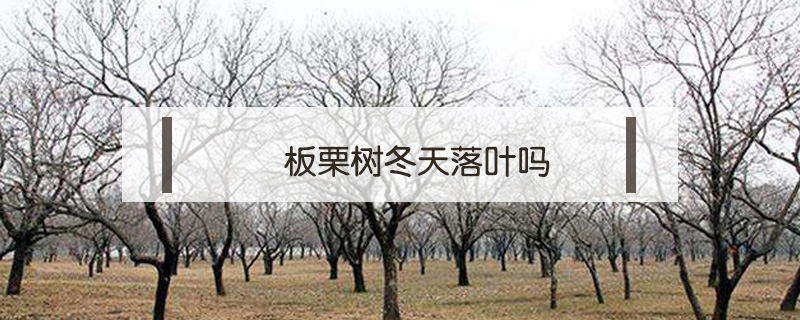 板栗樹冬天落葉嗎