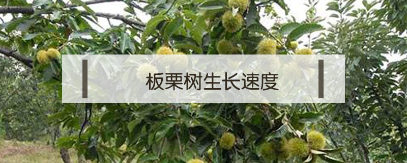 板栗樹生長速度