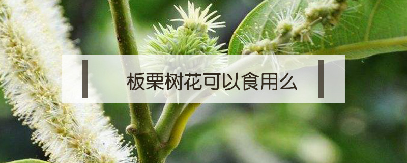 板栗樹花可以食用么