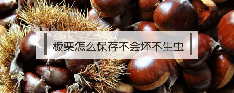 板栗怎么保存不會(huì)壞不生蟲