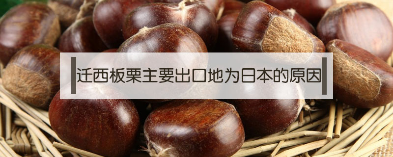 遷西板栗主要出口地為日本的原因