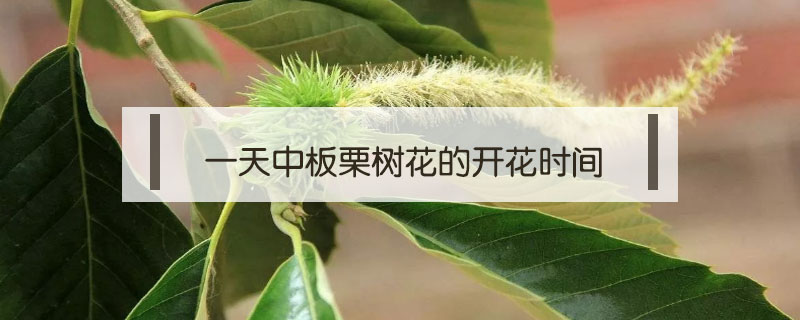 一天中板栗樹花的開花時間