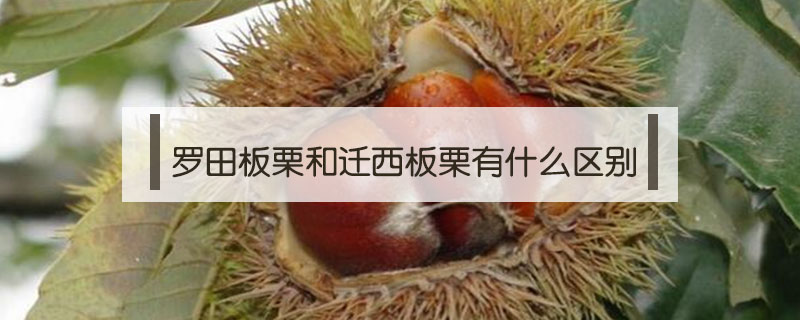羅田板栗和遷西板栗有什么區別