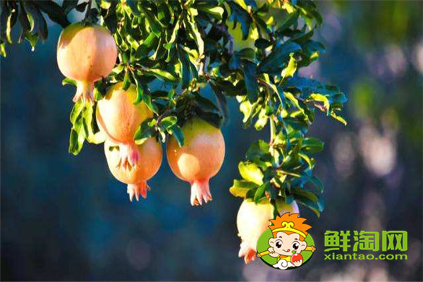 新鮮石榴皮煮水有毒嗎，石榴皮煮水染發有毒嗎
