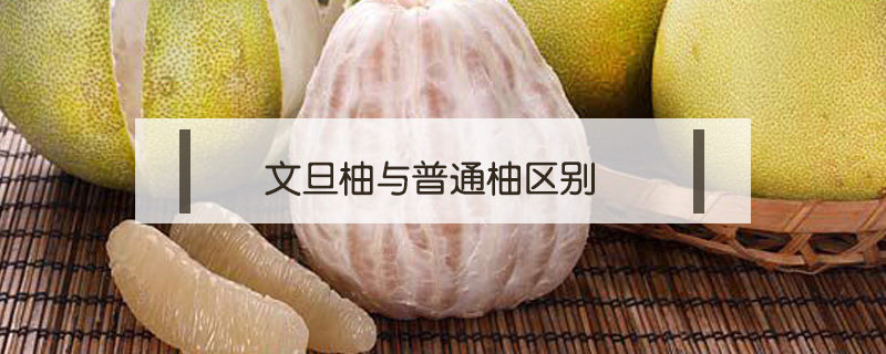 文旦柚與普通柚區別