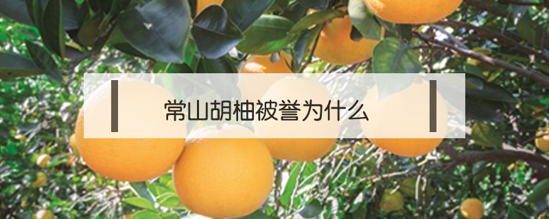 常山胡柚被譽為什么