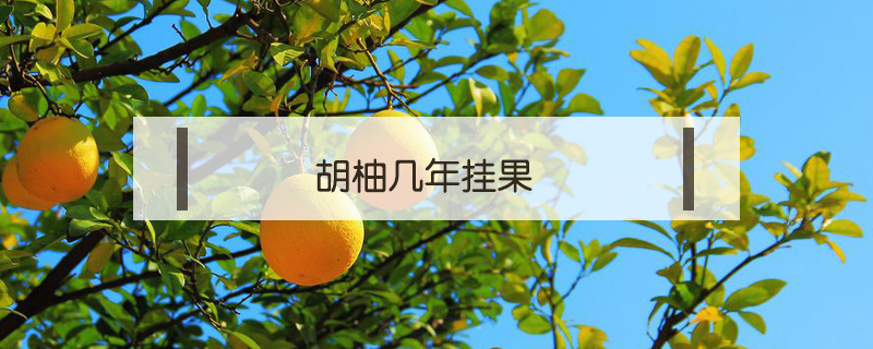 胡柚幾年掛果