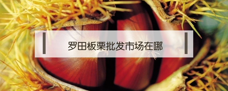 羅田板栗批發市場在哪