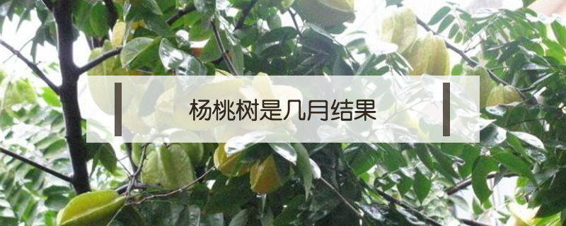 楊桃樹是幾月結(jié)果