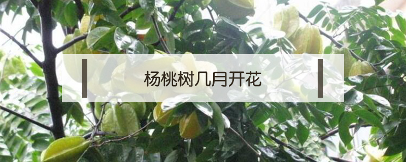 楊桃樹幾月開花