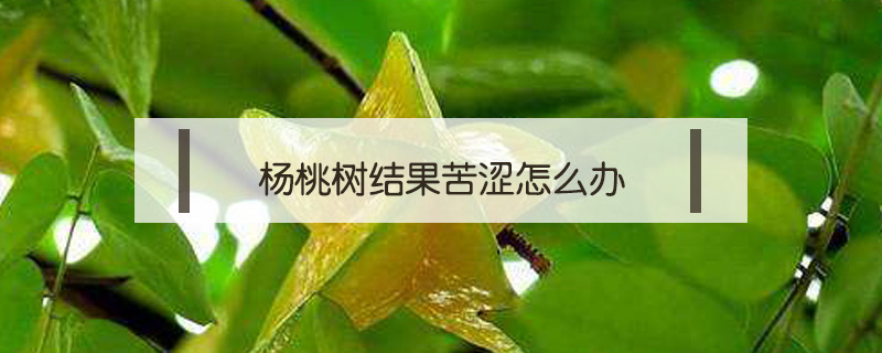 楊桃樹結(jié)果苦澀怎么辦