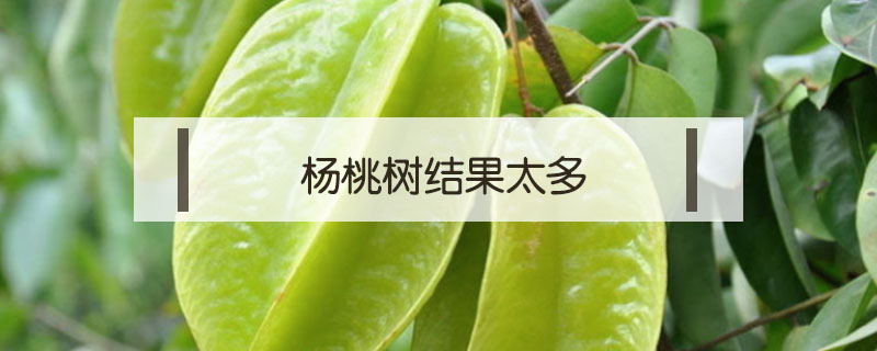 楊桃樹結(jié)果太多