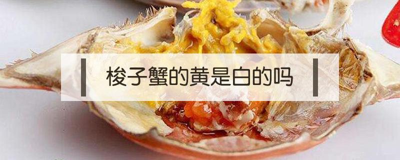 梭子蟹的黃是白的嗎