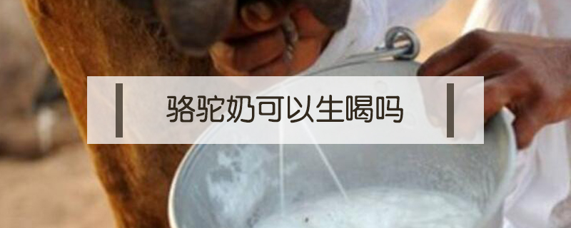 駱駝奶可以生喝嗎
