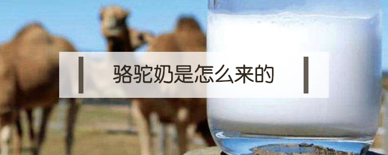 駱駝奶是怎么來的