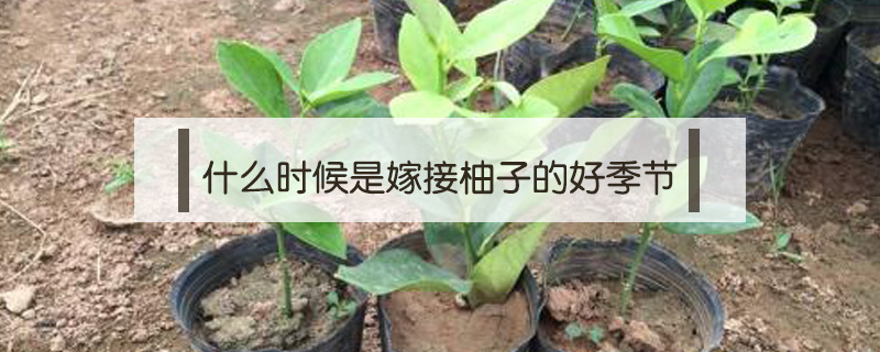 什么時候是嫁接柚子的好季節