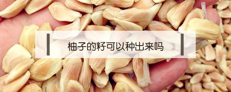 柚子的籽可以種出來嗎