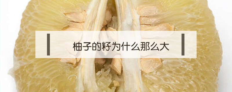 柚子的籽為什么那么大