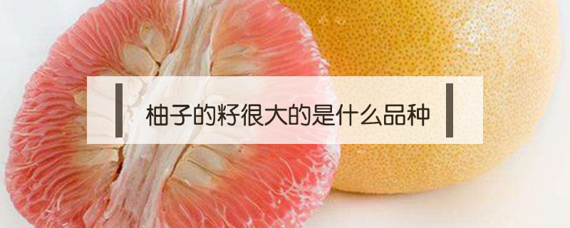 柚子的籽很大的是什么品種
