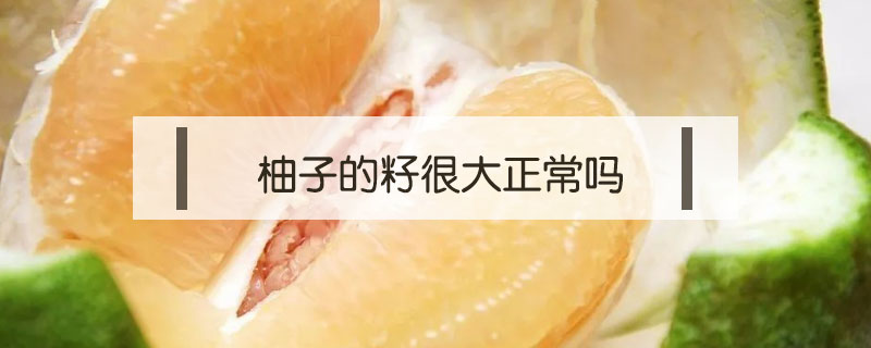 柚子的籽很大正常嗎