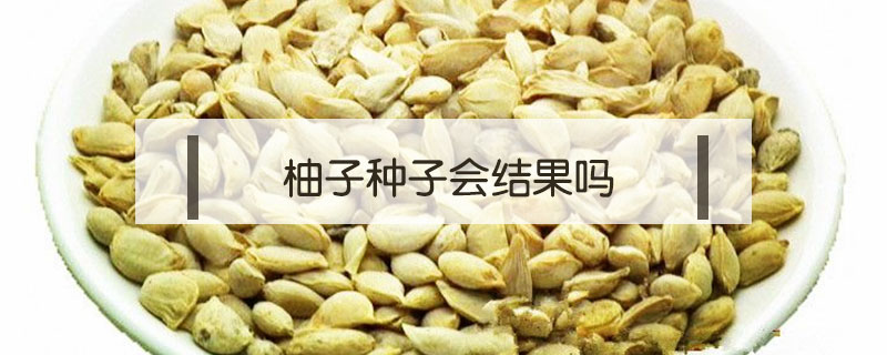 柚子種子會結果嗎