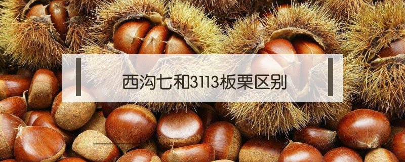 西溝七和3113板栗區(qū)別
