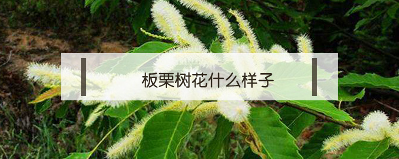板栗樹花什么樣子