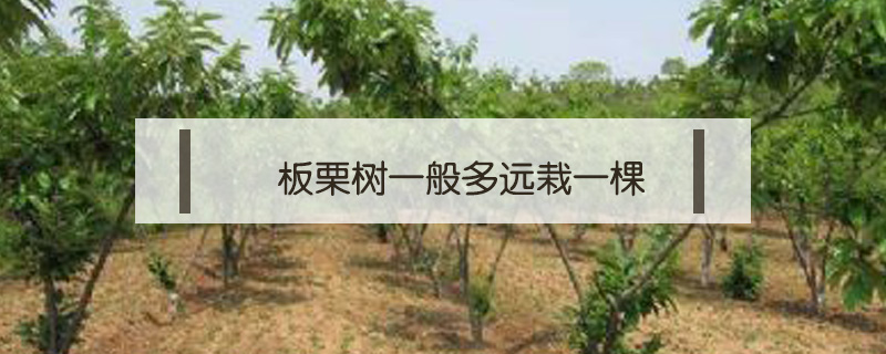 板栗樹(shù)一般多遠(yuǎn)栽一棵