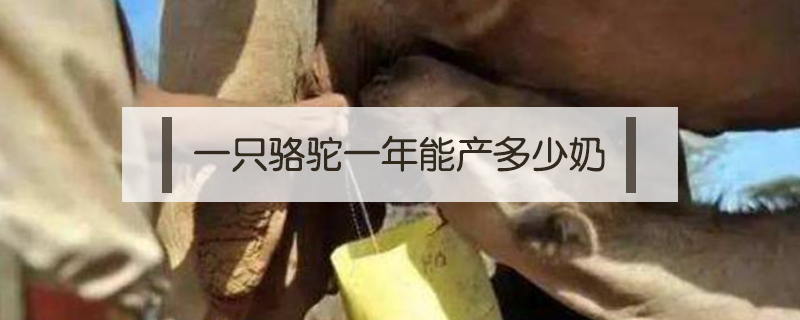 一只駱駝一年能產多少奶