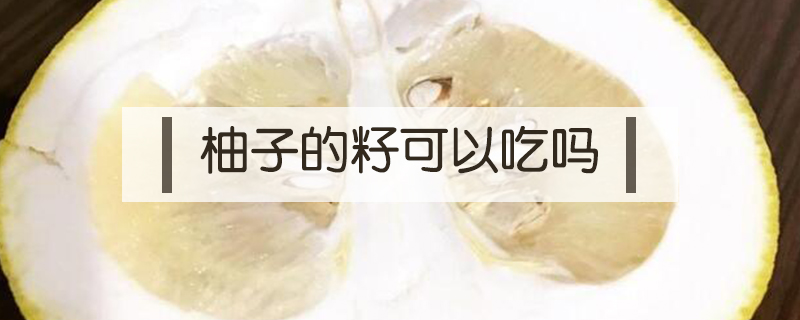柚子的籽可以吃嗎