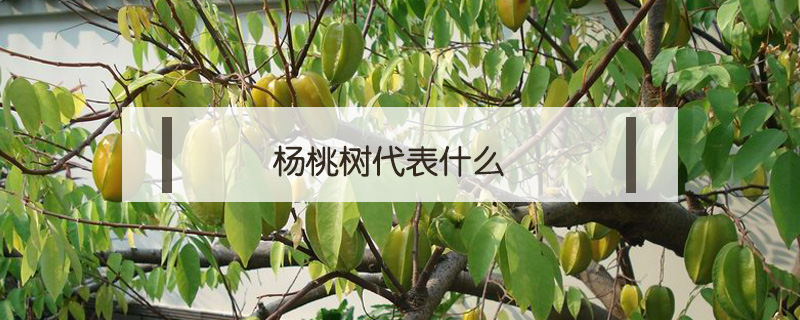 楊桃樹代表什么