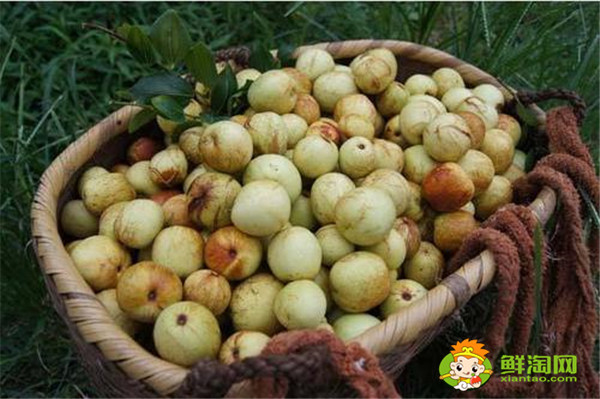 大荔冬棗好吃嗎，大荔冬棗為什么這么甜