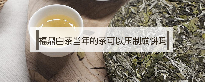 福鼎白茶當年的茶可以壓制成餅嗎