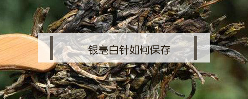 銀毫白針如何保存