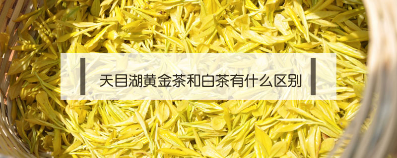 天目湖黃金茶和白茶有什么區(qū)別
