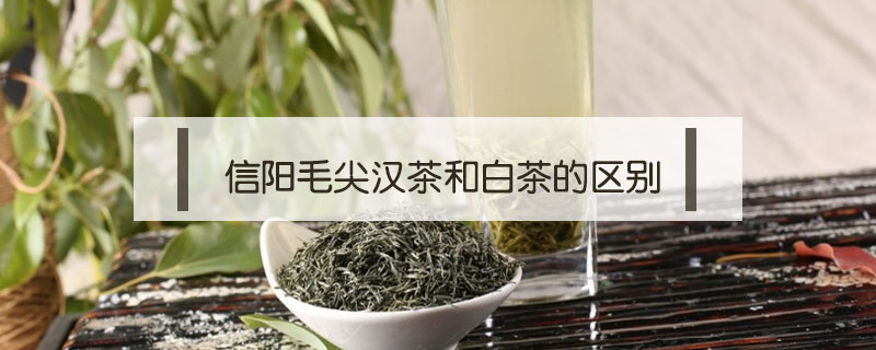 信陽毛尖漢茶和白茶的區別