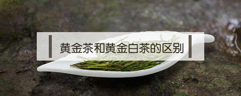 黃金茶和黃金白茶的區別