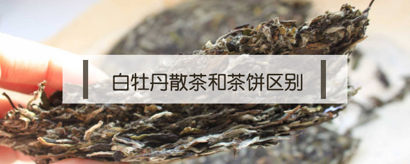 白牡丹散茶和茶餅區(qū)別