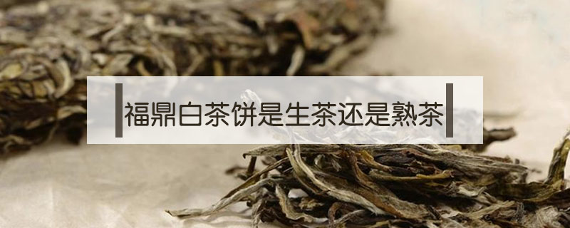 福鼎白茶餅是生茶還是熟茶