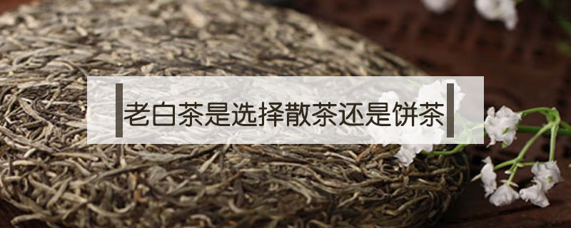老白茶是選擇散茶還是餅茶