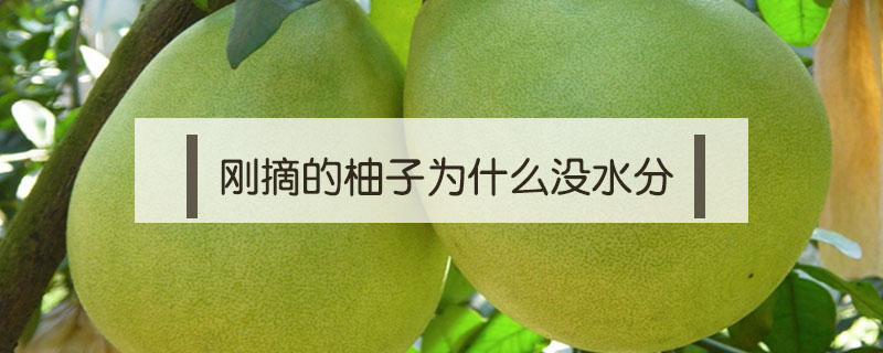 剛摘的柚子為什么沒(méi)水分