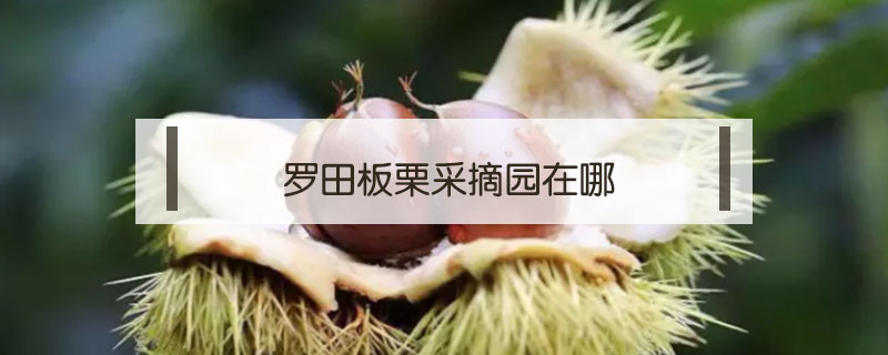 羅田板栗采摘園在哪