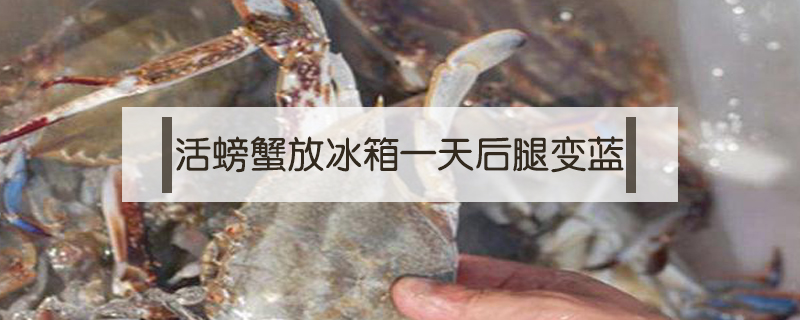 活螃蟹放冰箱一天后腿變藍(lán)