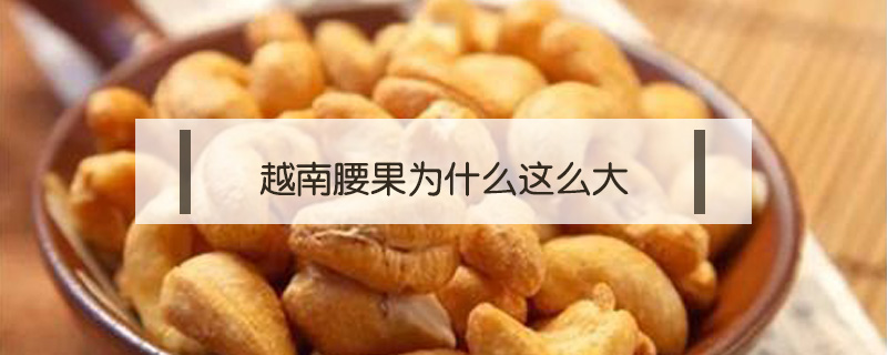 越南腰果為什么這么大