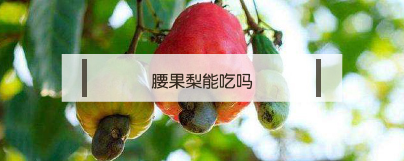 腰果梨能吃嗎